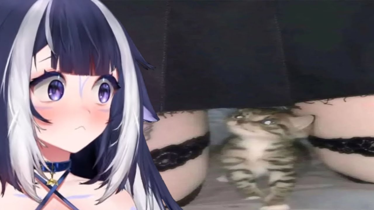 Shylily Watches Memes To Make Your Day Better