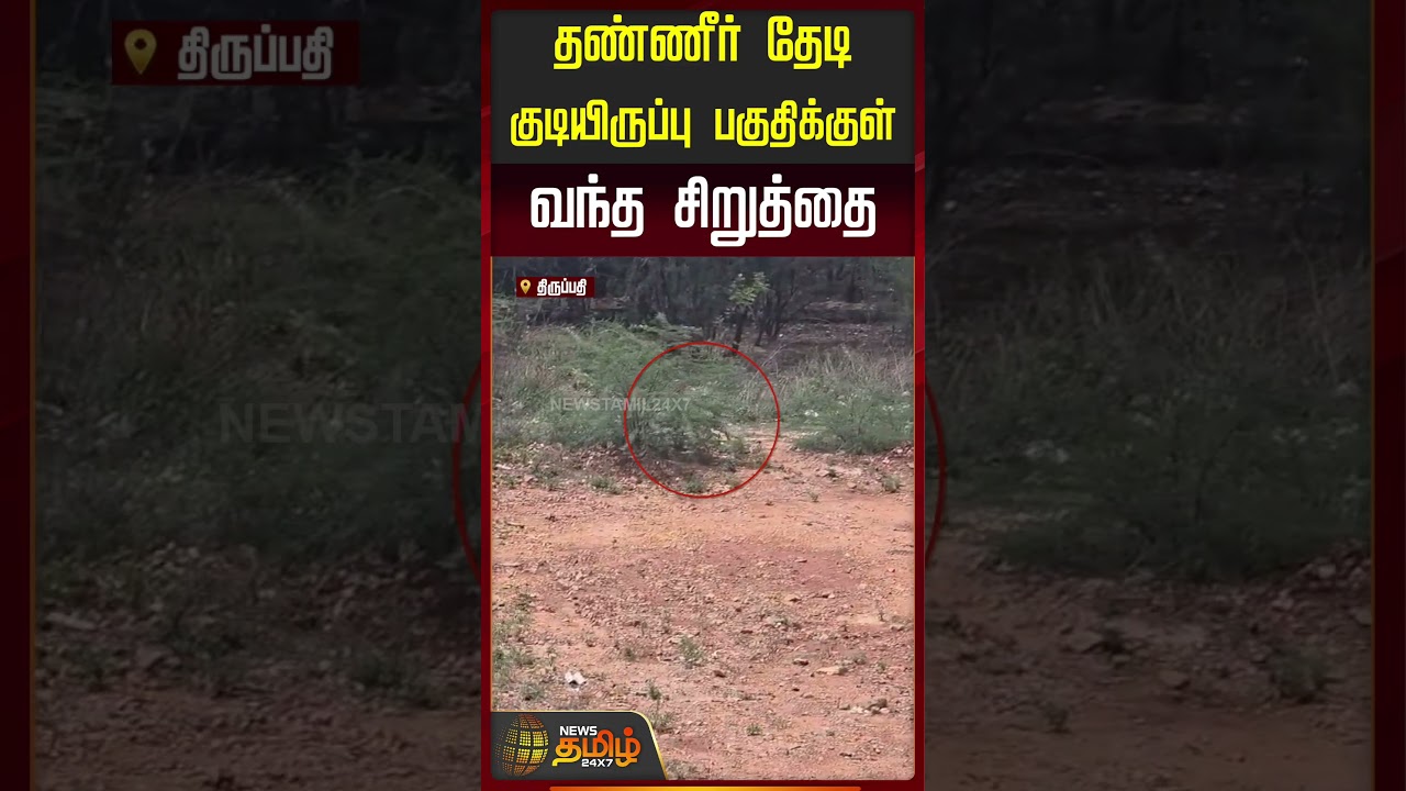 தண்ணீர் தேடிகுடியிருப்பு பகுதிக்குள் வந்த சிறுத்தை..!! Tirupati leopard sighting