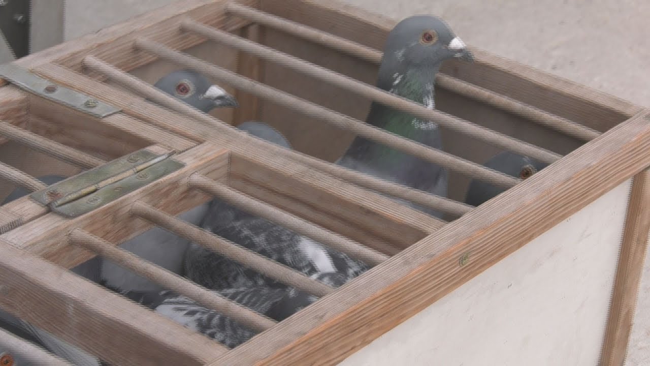 Az ácsi postagalambok