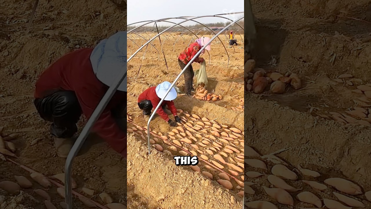 How to plant sweet potatoes seedlings like Chinese farmers?