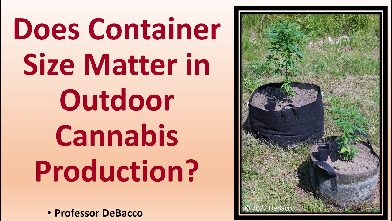 Does Container Size Matter in Outdoor Cannabis Production