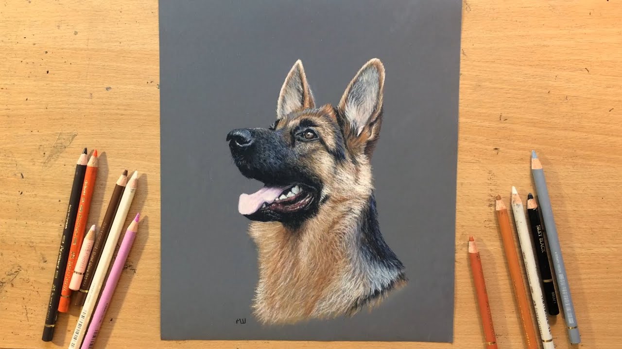 German Shepherd - Colored Pencil Drawing