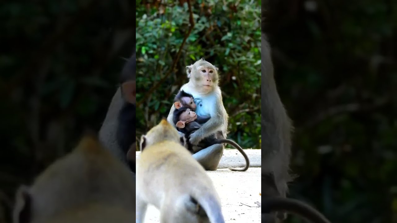Monkey Grab In Cambodia Good All Monkeys In Khmer 