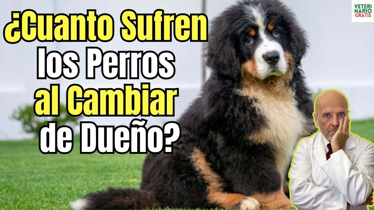 🐶💔 ¿CUÁNTO SUFREN LOS PERROS AL CAMBIAR DE DUEÑO? ¡DESCÚBRELO AQUÍ!