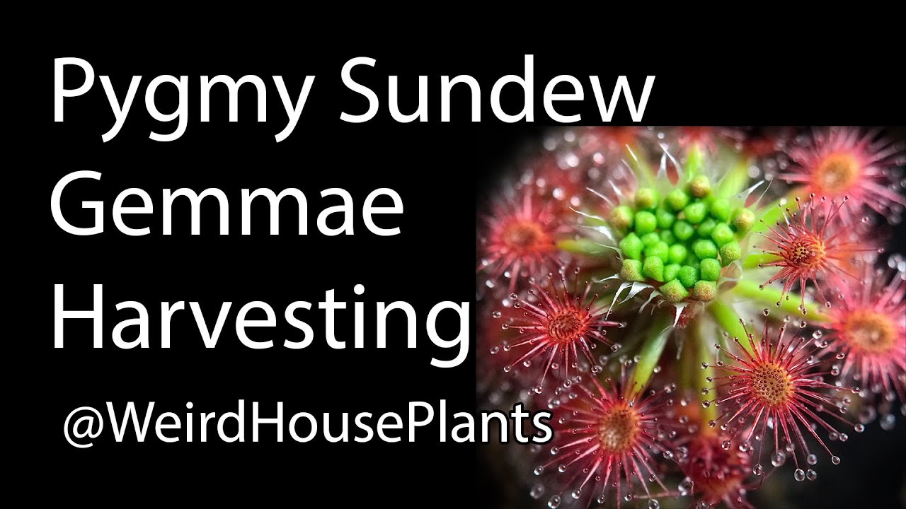 Pygmy Sundew Gemmae Harvesting
