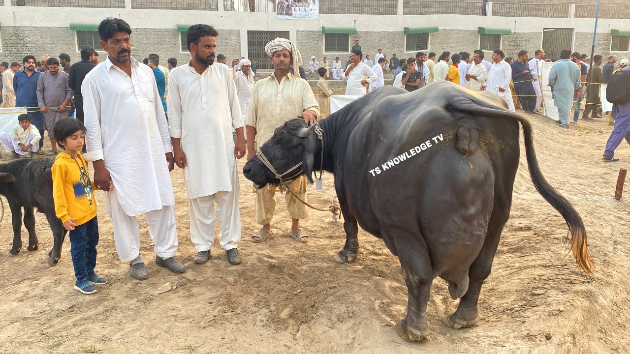 World Best Buffalo 28.495 Kg Milk Record Milk Competition University of Agriculture Faislabad