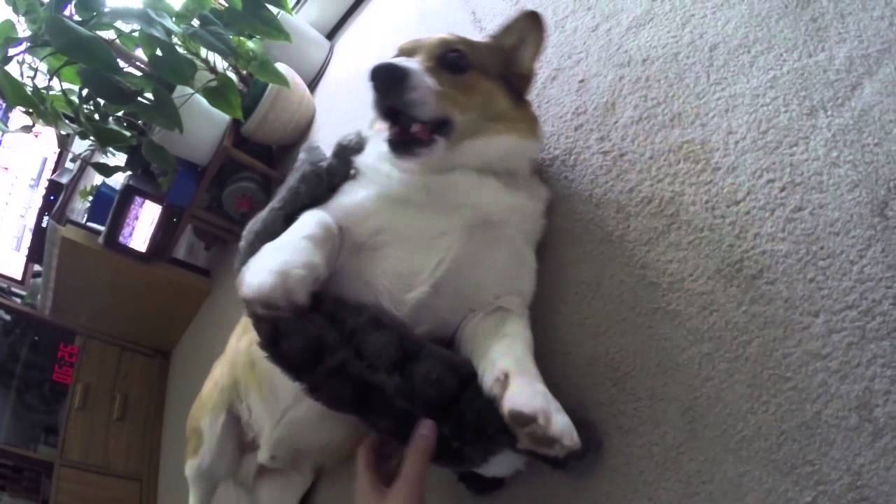 Broading corgi is so derp like wassap