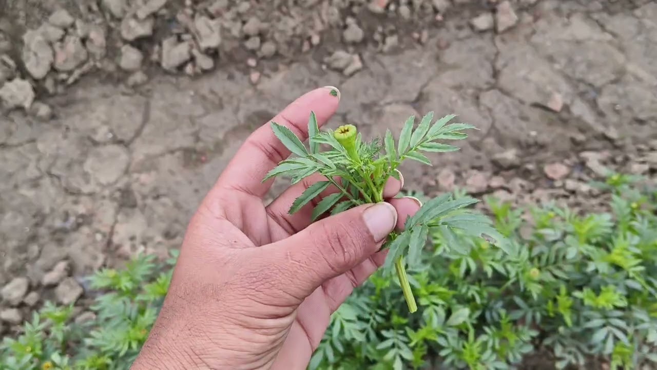 Marigold mother plant farming.
