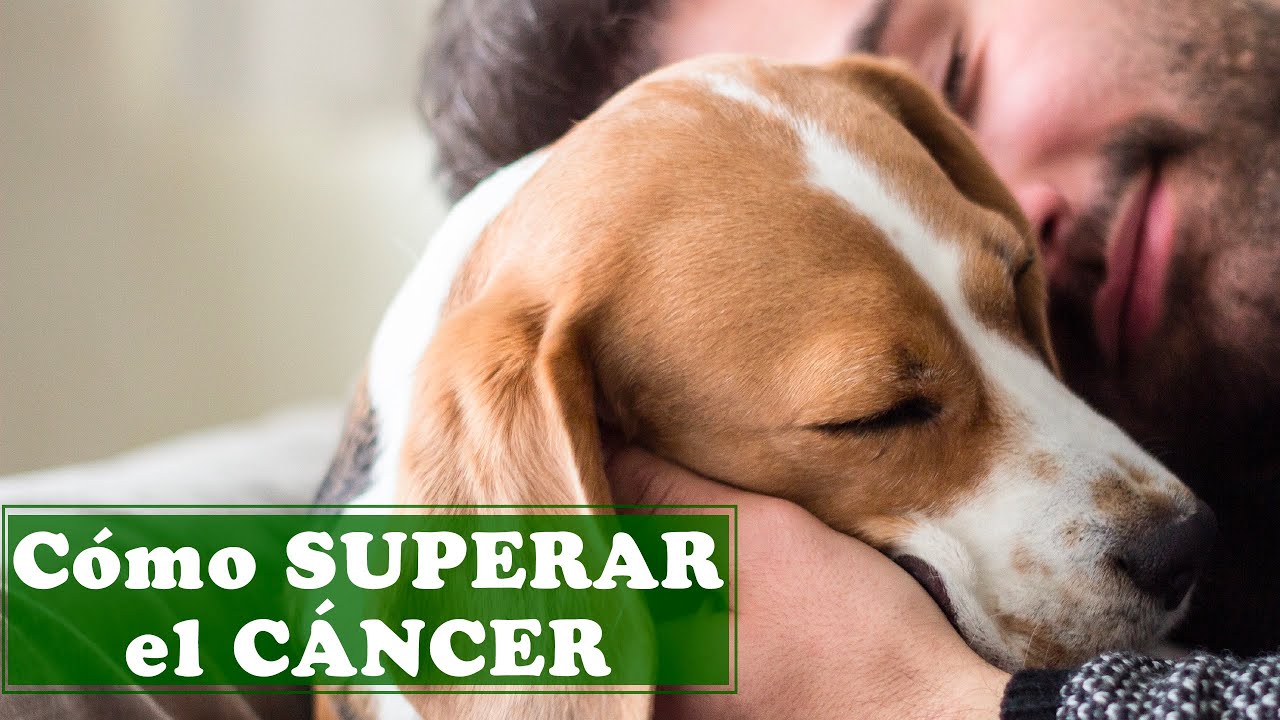 Cómo afrontar el CÁNCER en perros [Respuestas ☑️ que te ayudarán a entenderlo]