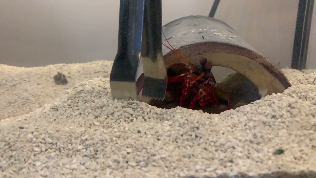 Mantis Shrimp Slow Motion PUNCH