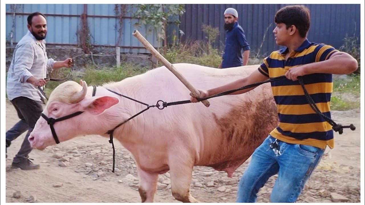 Albino Buffalo Shifting in New Farm STAR Goats Farm Asif STD