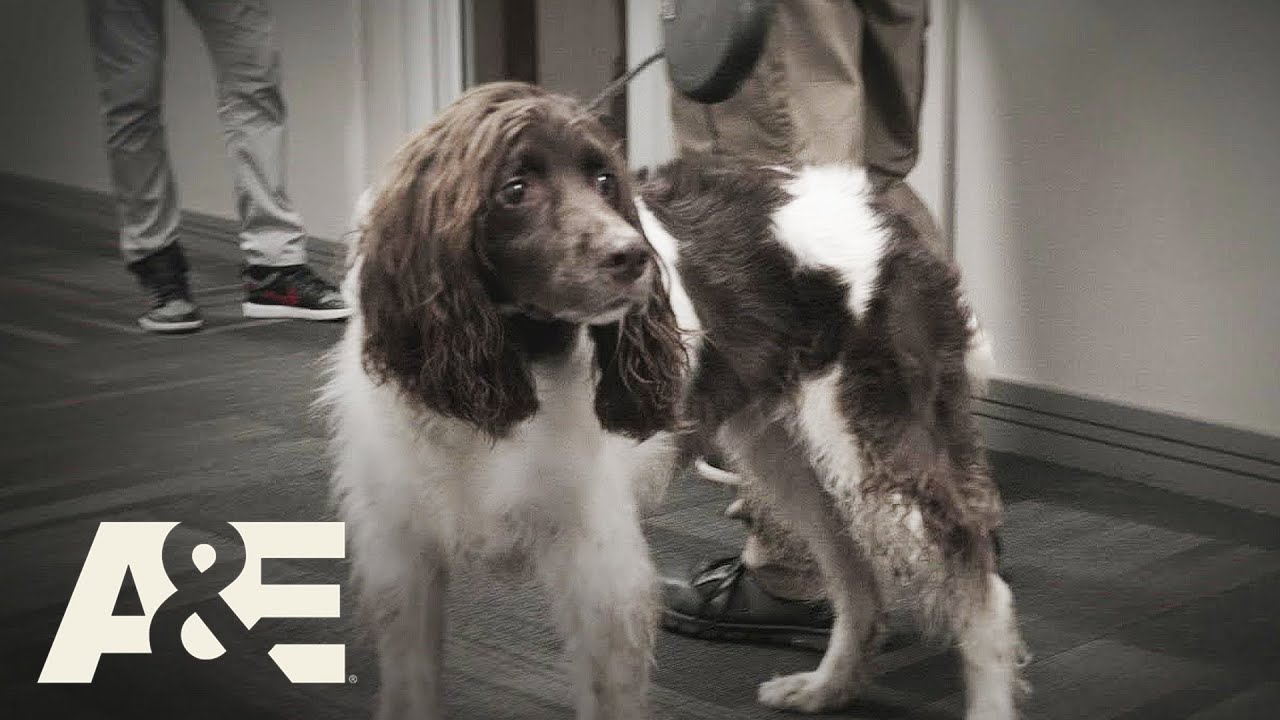“We Need K9”: Suspicious Package Found in Suite - Bomb Squad Called | Stadium Lockup | A&E