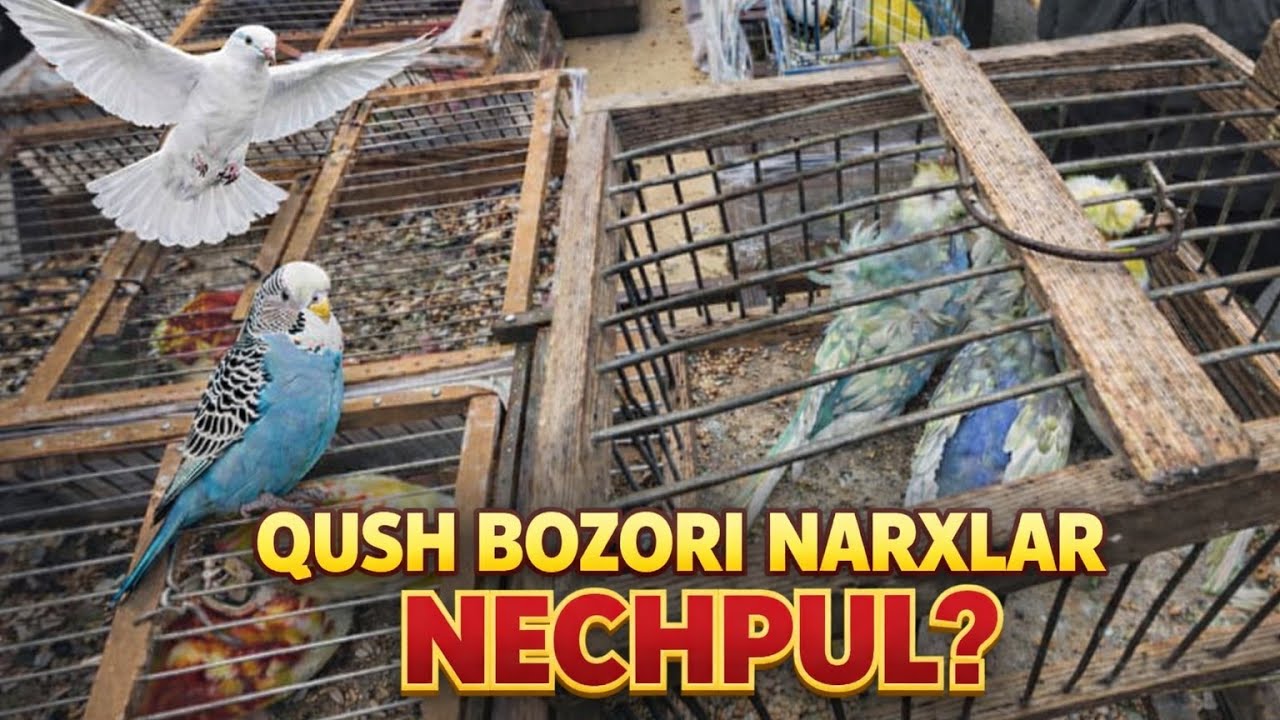 Qush Bozori Narxlari bugun necha pul?