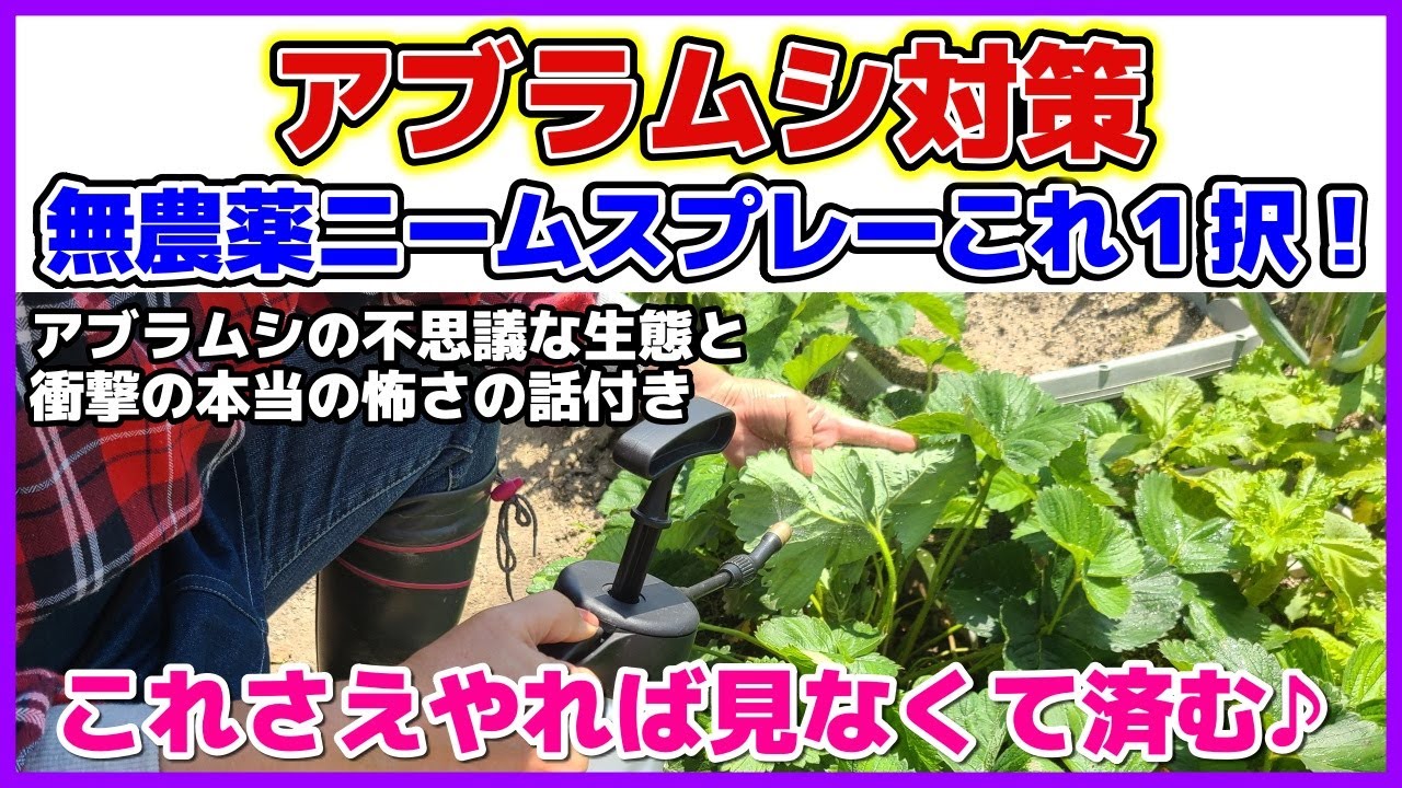 【無農薬で効果抜群】アブラムシの衝撃の生態と怖さ＆一押し対策法！無農薬ではニームオイルスプレーが一番効く！スプレーしたユリの結果／野菜別スプレーのポイント／効果の高いアブラムシ退治／予防効果も抜群