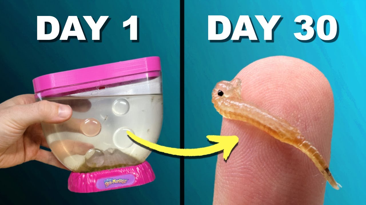 Sea-Monkeys Ocean Volcano | Распаковка и обзор!