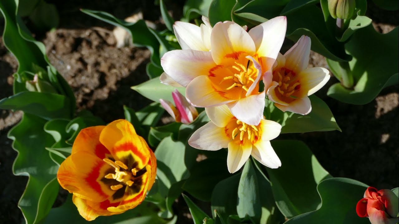 Die Natur erwacht (sch&ouml;ne Ostertage)