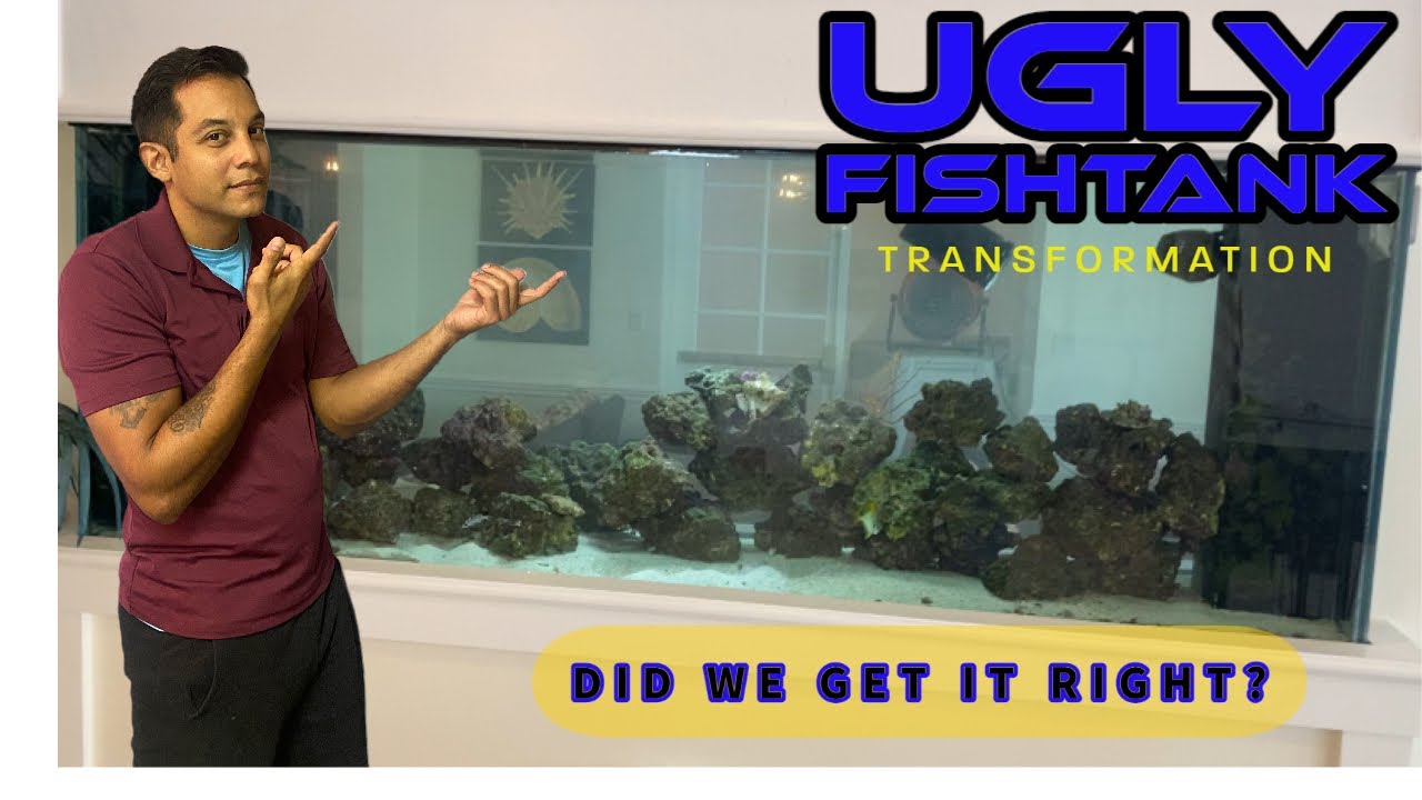 What suggestions do you have for this Neglected Saltwater Aquarium