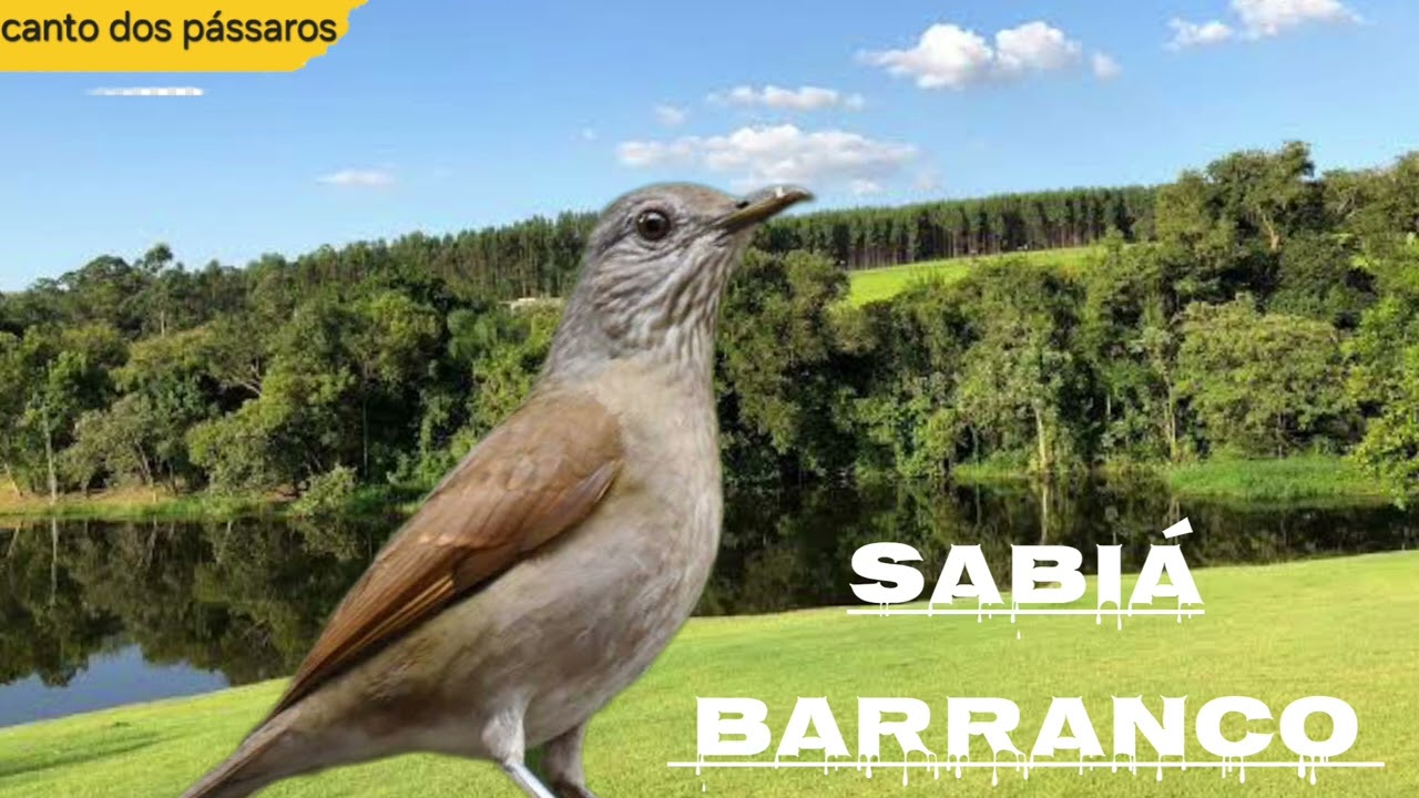 O melhor canto de sabiá barranco
