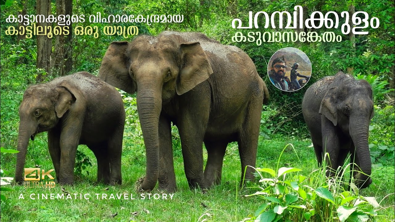 Parambikulam Tiger Reserve & Evergreen Forest | Palakkad