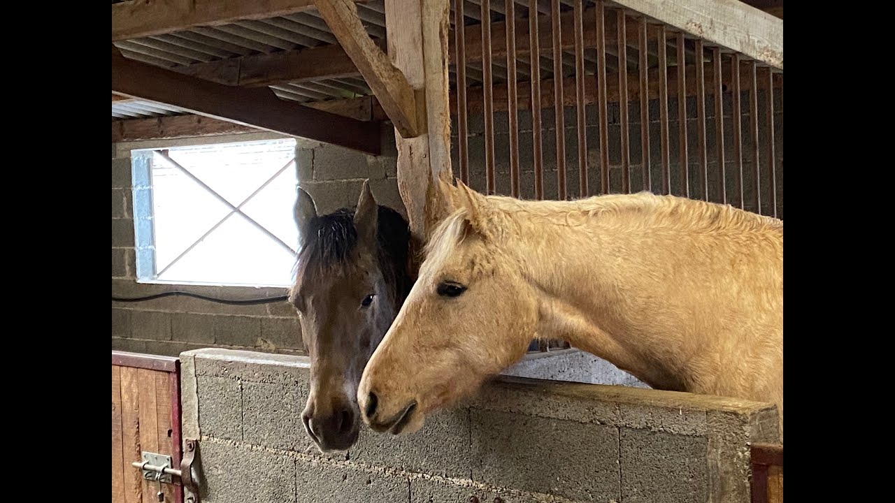 Hongre palomino à vendre près d'Agen
