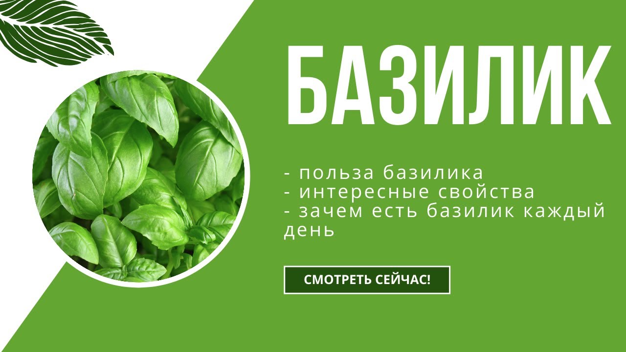 Базилик: польза и интересные свойства. Зачем есть базилик каждый день? Советы диетолога