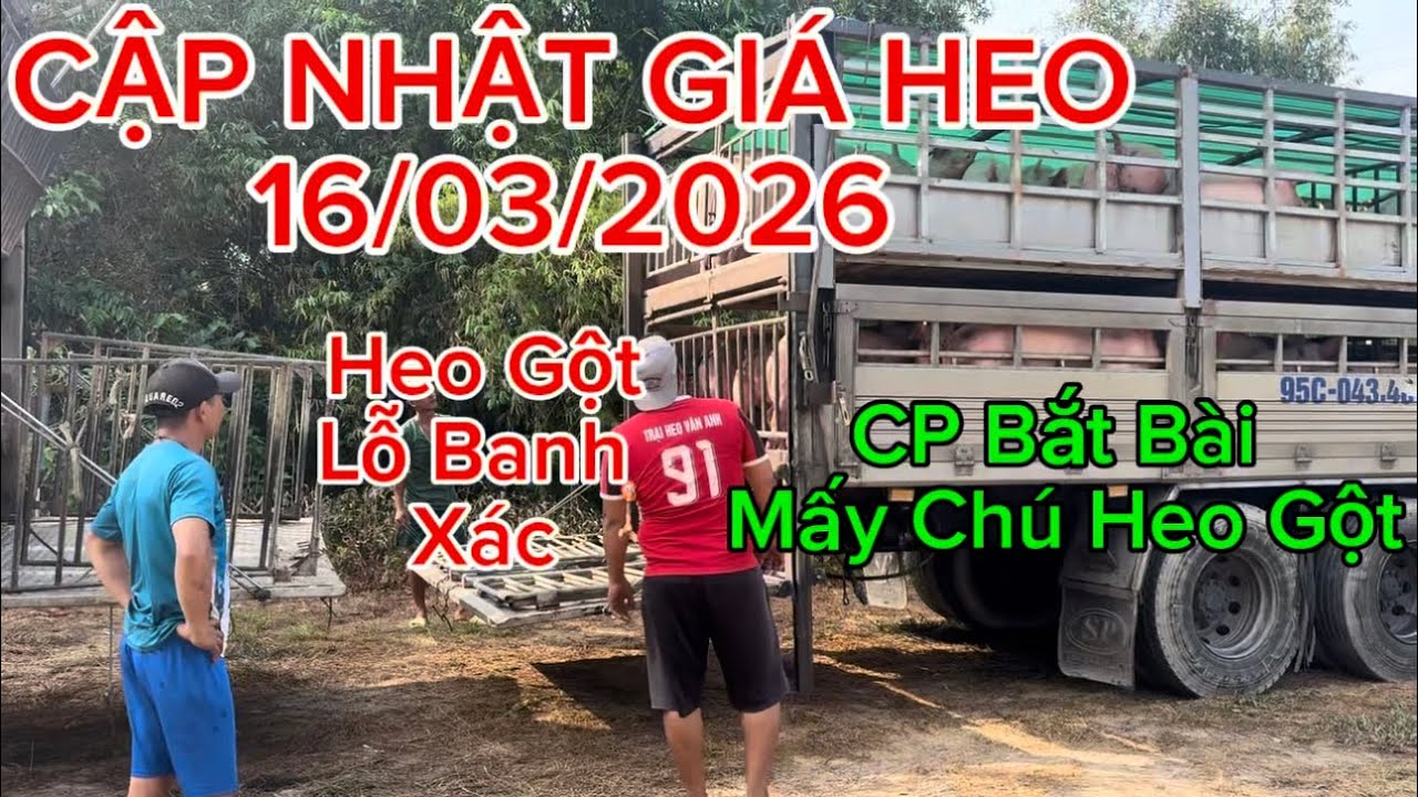 CẬP NHẬT GIÁ HEO 16/03/2026!! Ai Có Heo Nái Người Đó Có Cuộc Chơi