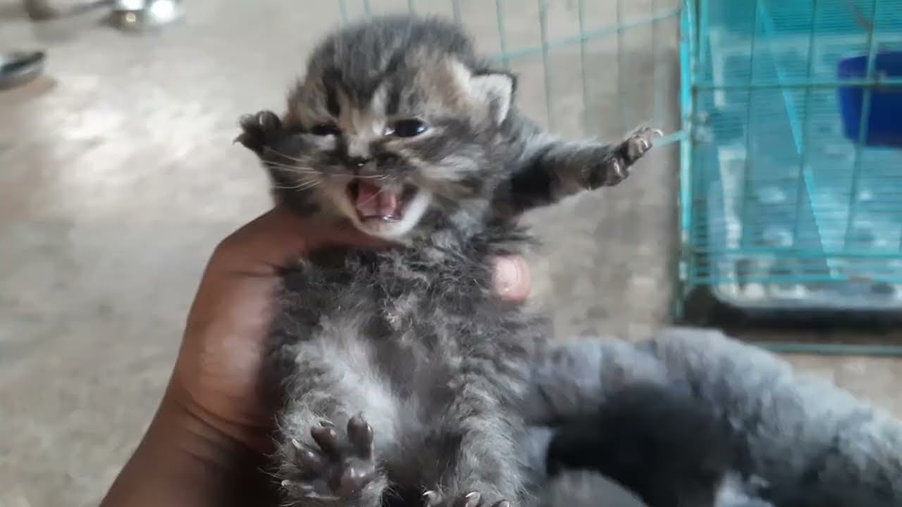 Anak kucing Loreng sama Oren makan. Anak Abu Gosong sudah bisa membuka matanya ❤️