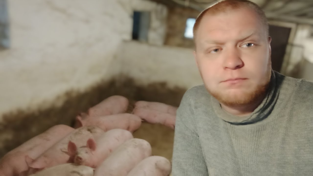Скільки людей повинно обслуговувати 100 голів свиней🐷 та яка Заробітна плата в день💱