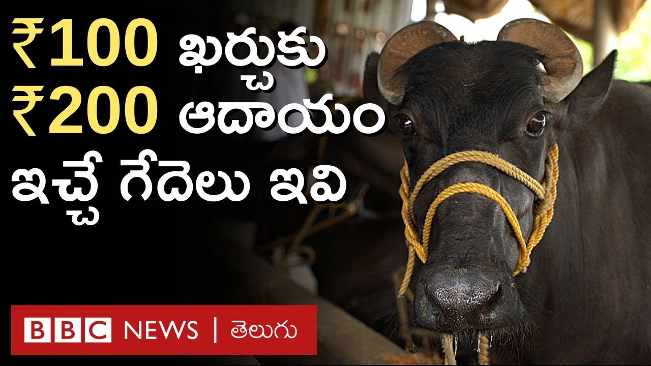 Murrah buffalo:ఈ జాతి గేదెలపై రూ.100 పెడితే రూ.200 ఆదాయం, నాటు గేదెలకూ వీటికీ ఏంటి తేడా? BBC Telugu