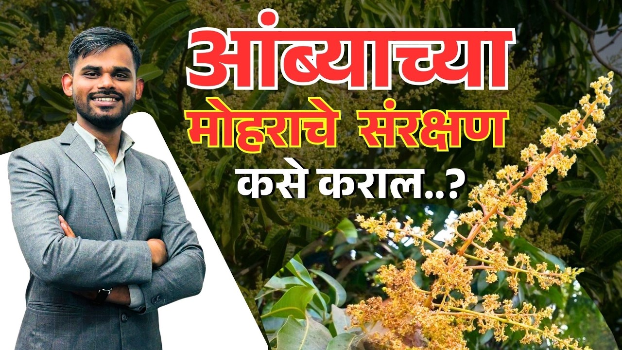 आंबा मोहर व्यवस्थापन | मोहर टिकवण्यासाठी महत्त्वाचे उपाय | amba mohor sanrakshan 🥭 #mangofarming