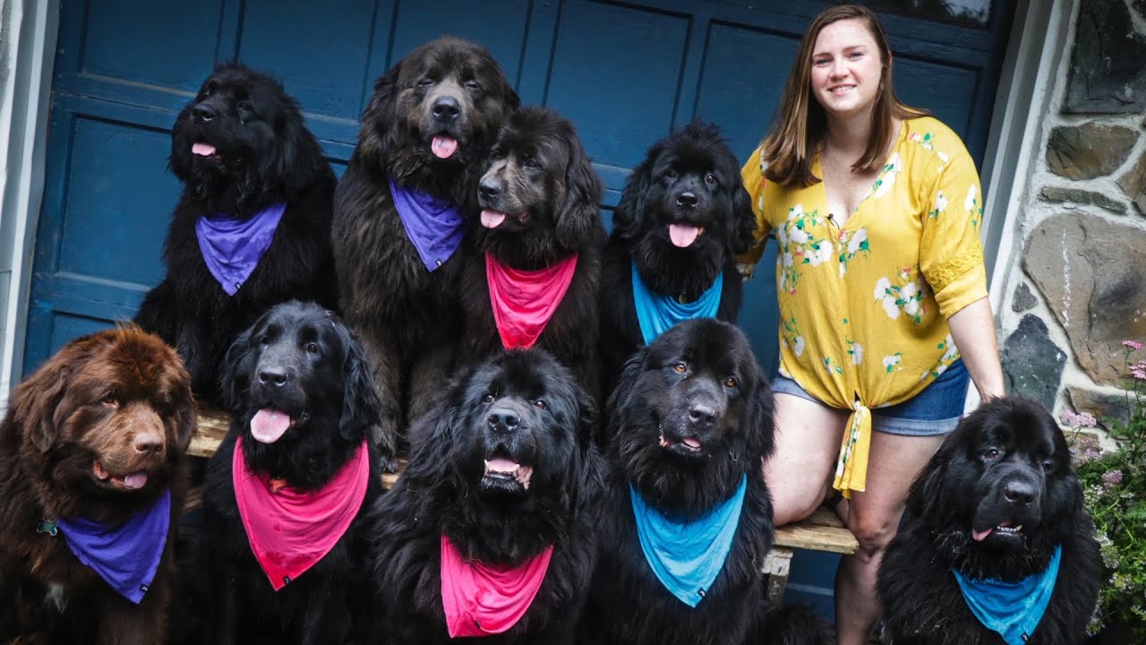 Woman Owns NINE Newfoundland Dogs | Localish