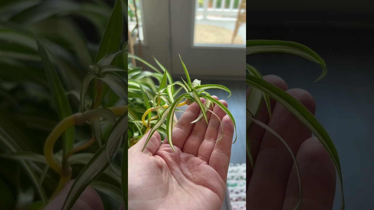 Spider plant babies! #shorts #propagation #propagate #houseplants #spiderplant #indoorplants #plants