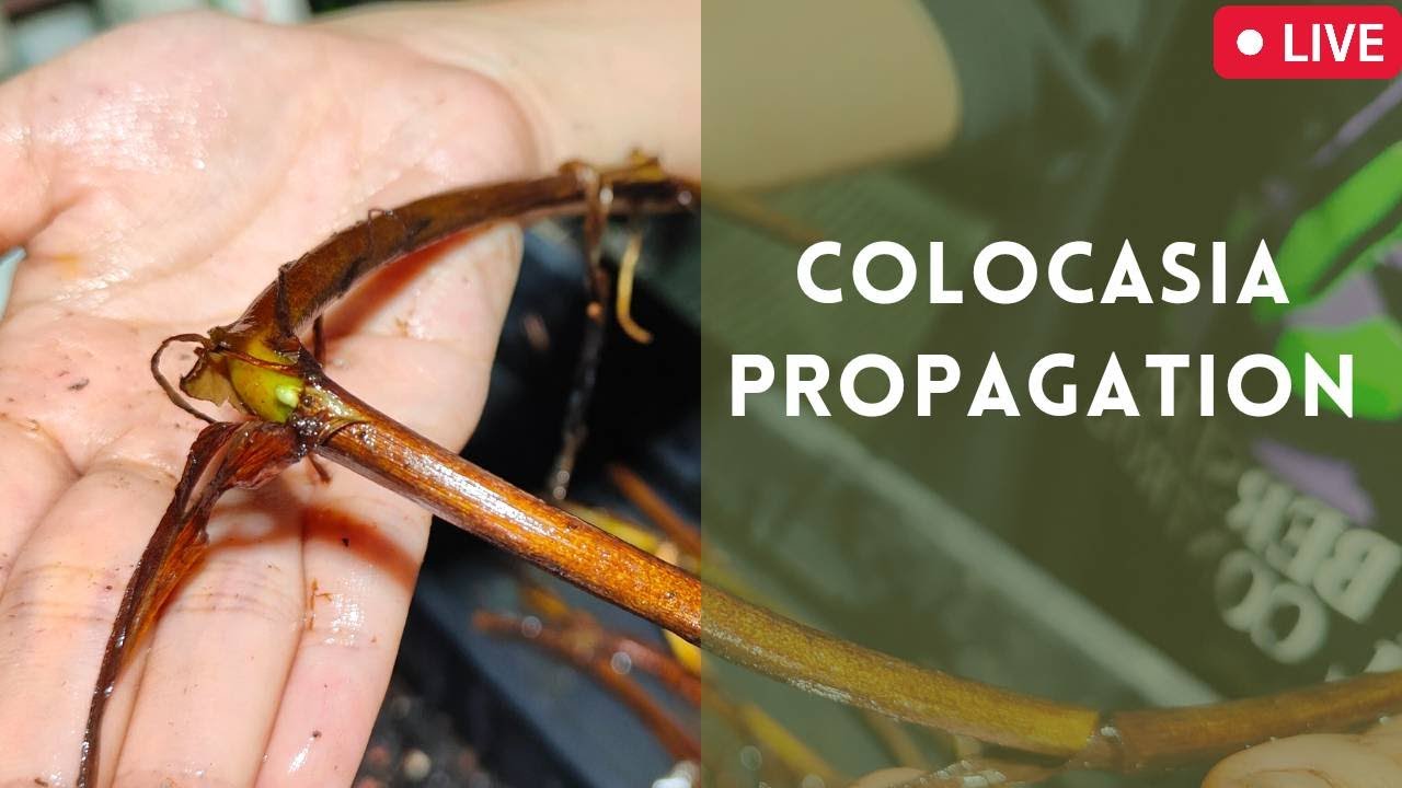 Elephant Ear Propagation Colocasia esculenta runner propagation, Thailand @thefirstplant