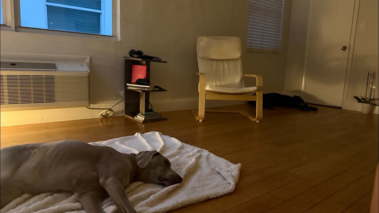 Después de 2 años… así fue traer a mis perros desde Argentina a Miami