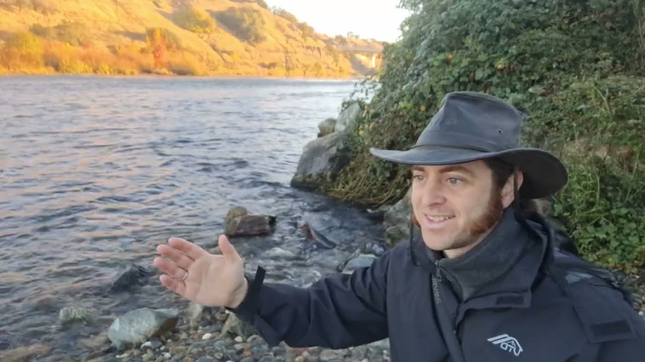 Chinook Salmon of the California Delta