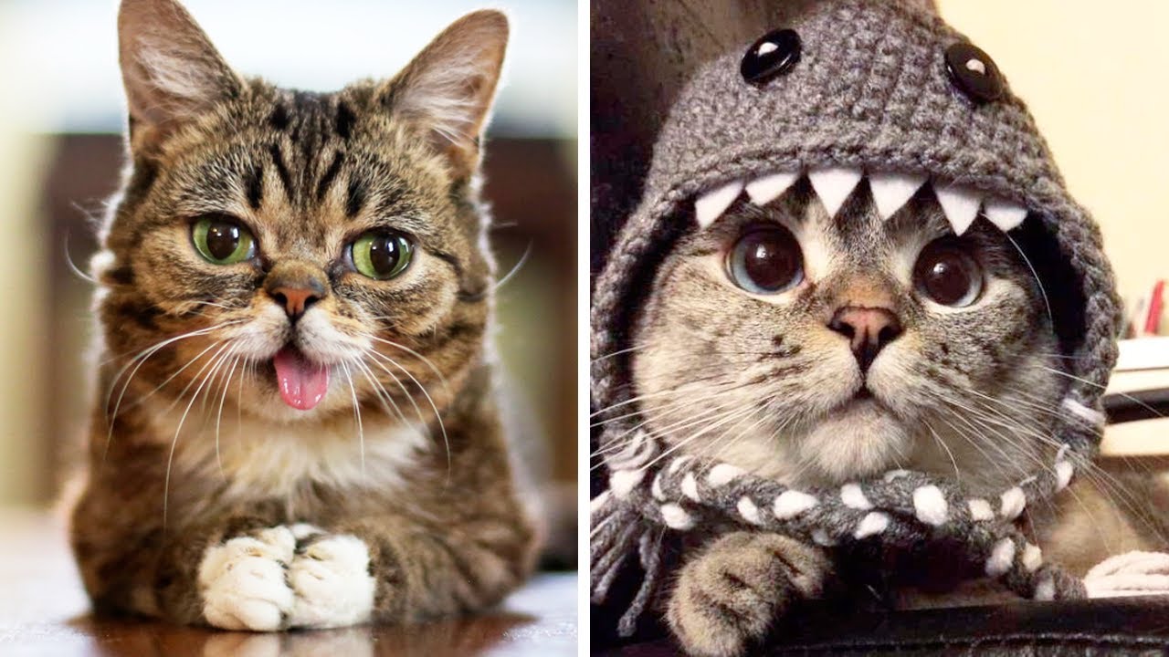 The Most Popular CATS Of INSTAGRAM 🐱