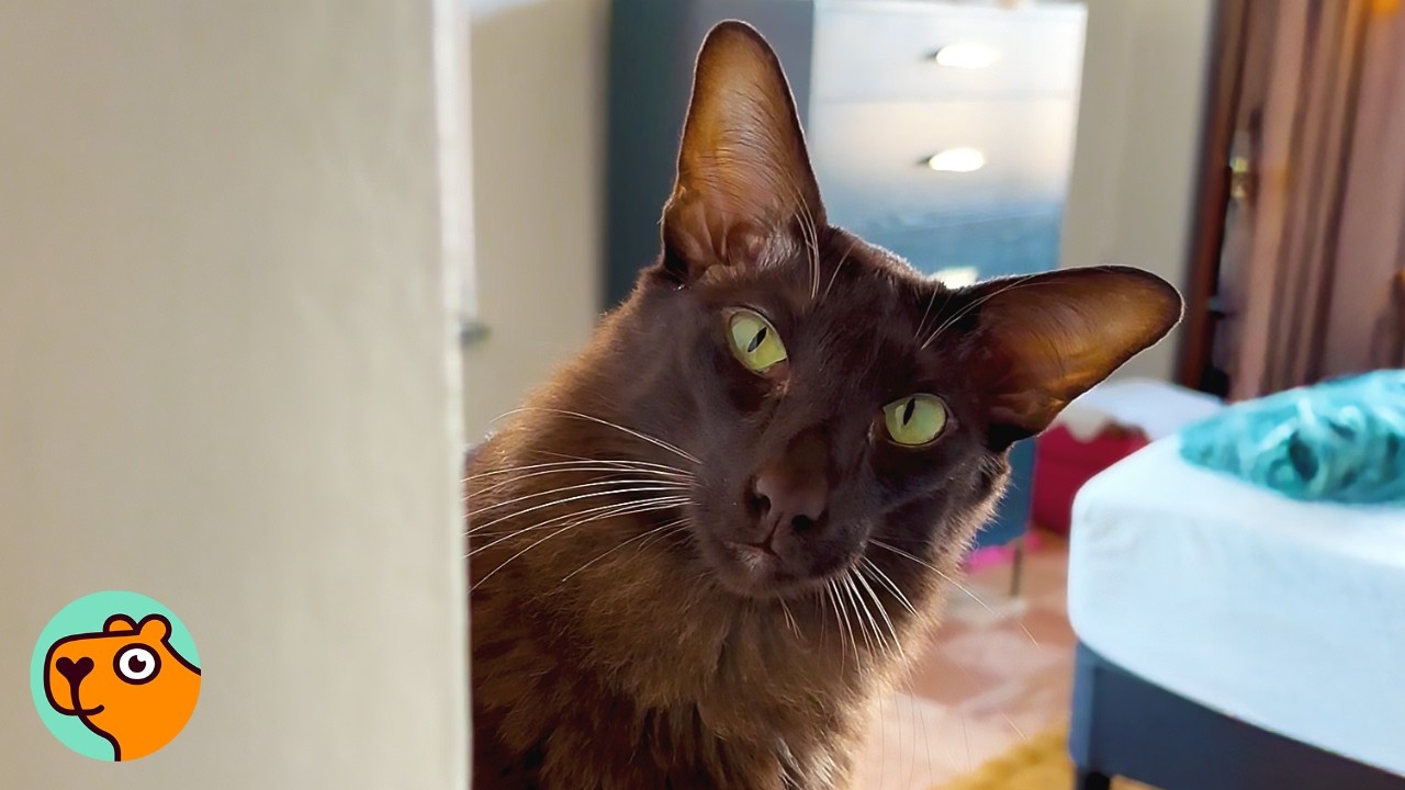 Wild Cat Argues All Day Until His Gentle Side Comes Out | Cuddle Buddies