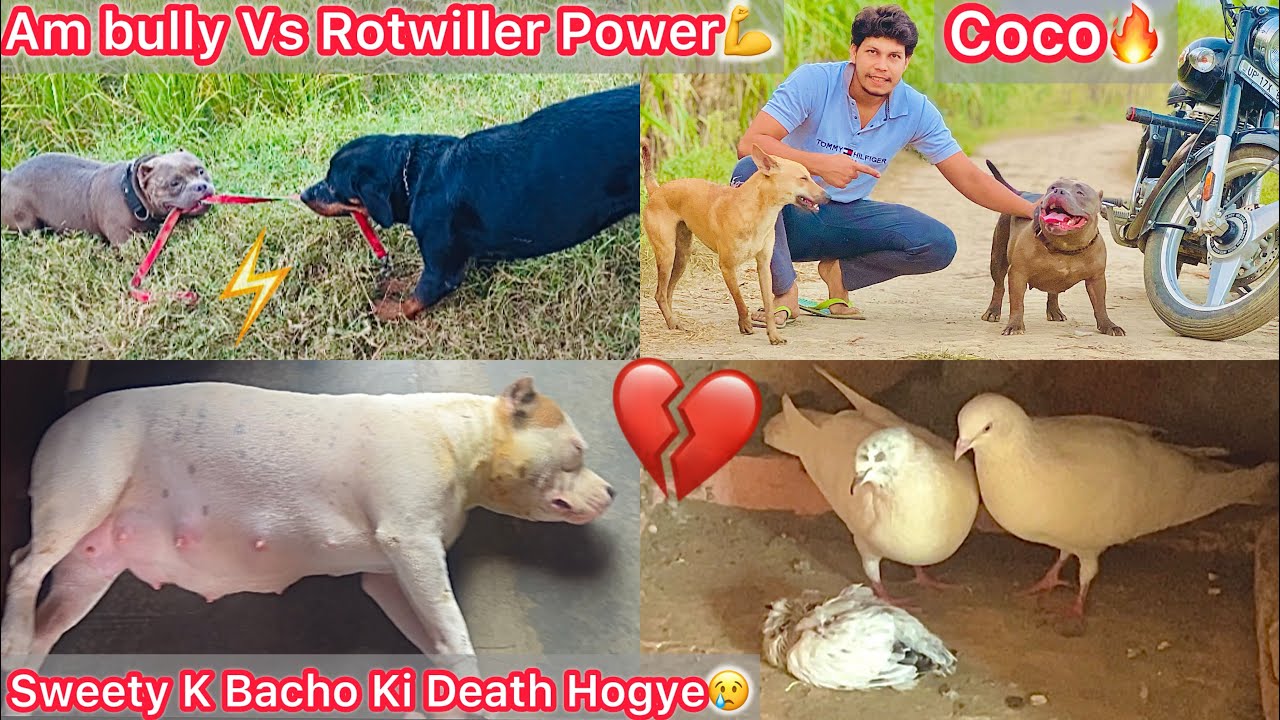 Finally Coco Rani Ko Sath Le Gye Khet Mai🐶Ambully vs Rotwiller💪Sweety K Dono Bacho Ki Death Hogye💔😢