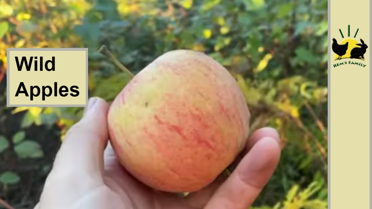 Wild Apple Picking While Hunting - Growing Your Own FOOD #Apples #ApplePicking #WildApples