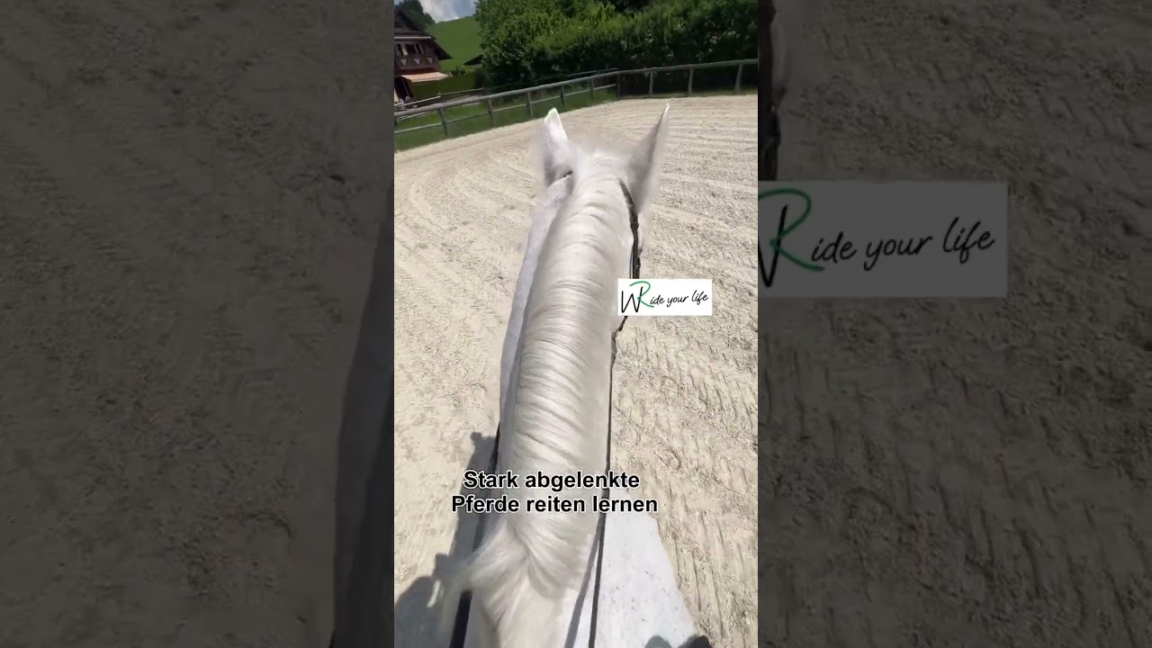 Tipp f&uuml;r Reiter: Abgelenkte und unaufmerksame Pferde reiten lernen. So kannst du dein Pferd reiten.