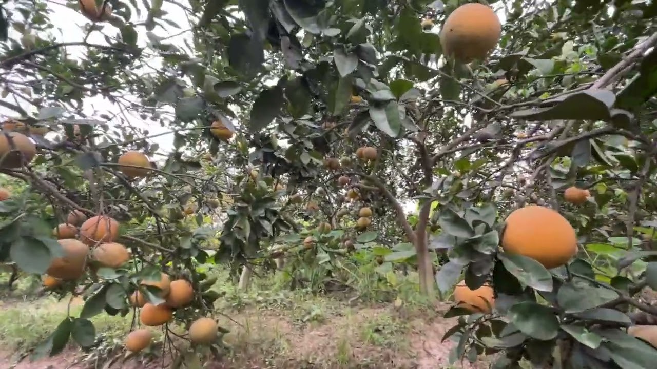 Vườn Bưởi bà Cương