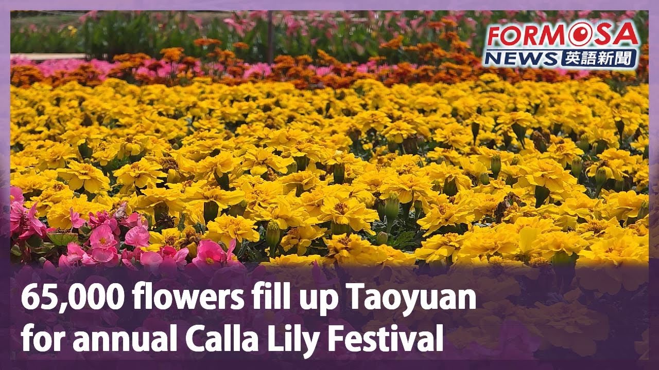 65,000 flowers fill up Taoyuan for annual Calla Lily Festival｜Taiwan News
