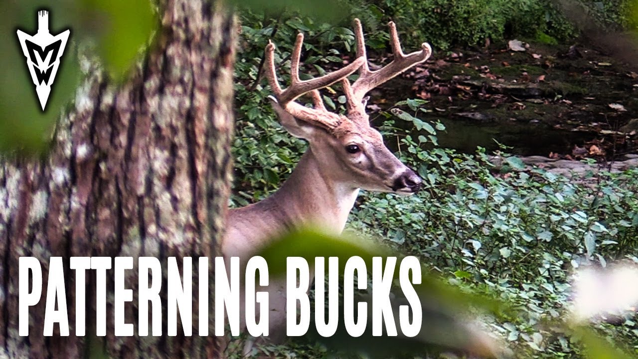Early Season Encounter, Patterning Bucks | Midwest Whitetail