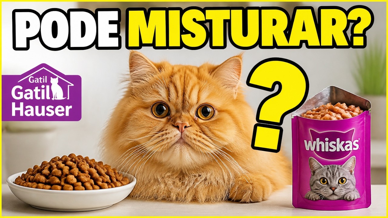 Posso MISTURAR ração seca e ração úmida no MESMO pratinho? - Gatil Hauser