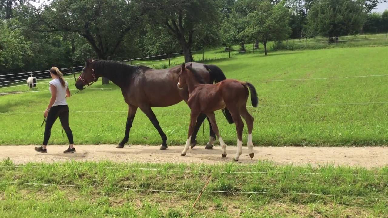 Estelle von Estobar aus einer Riccione/ Matcho Vbprstute