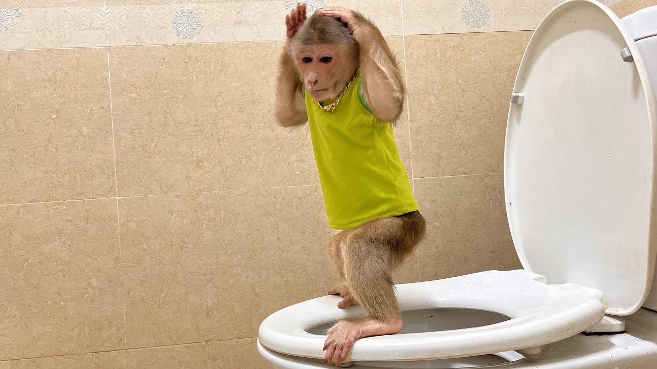Smart monkey Max!🍌The most mischievous monkey on youtube 🤞