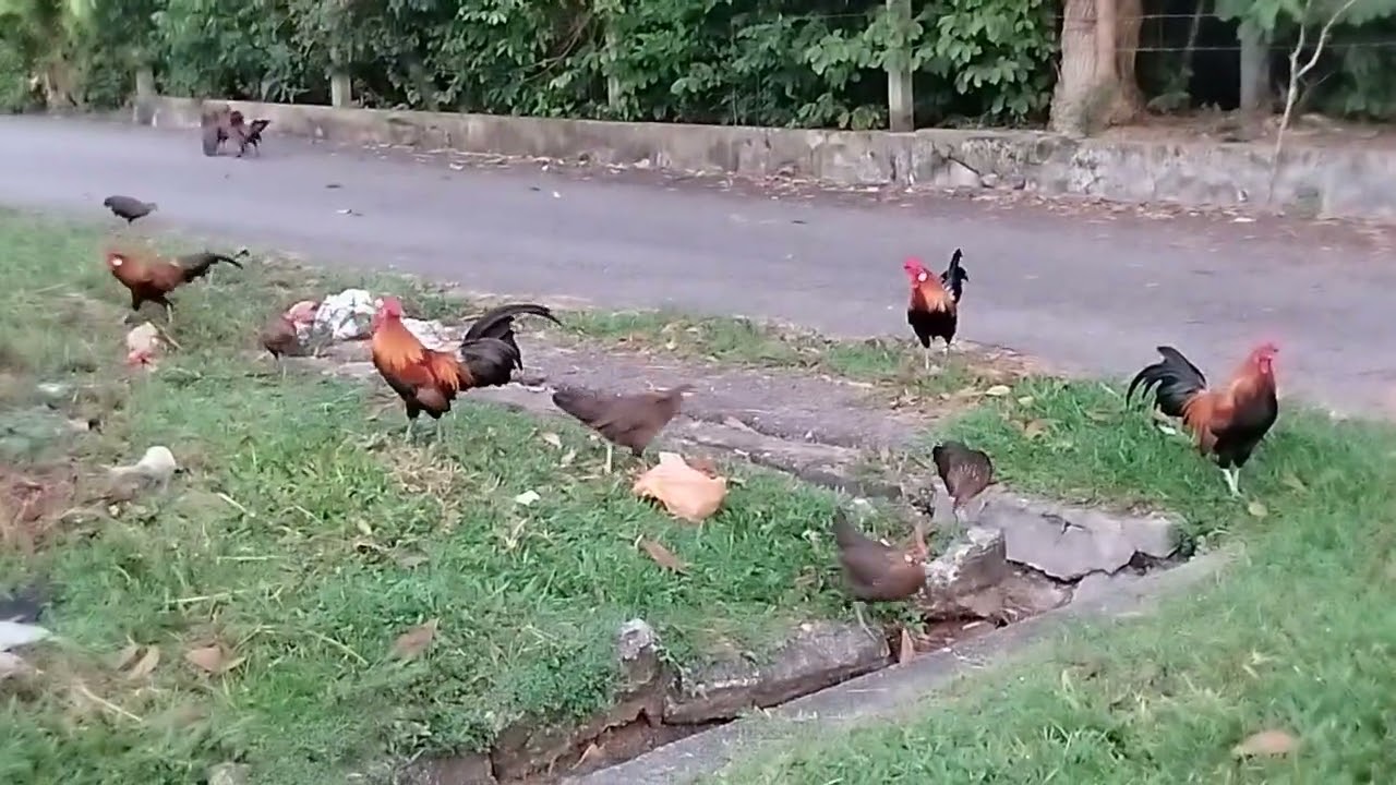 পাহাড়ি বন মোরগ মালয়েশিয়ার রাস্তা দেখা হয়ে গেল#পাহাড়ি #বনমোরগ#malaysia