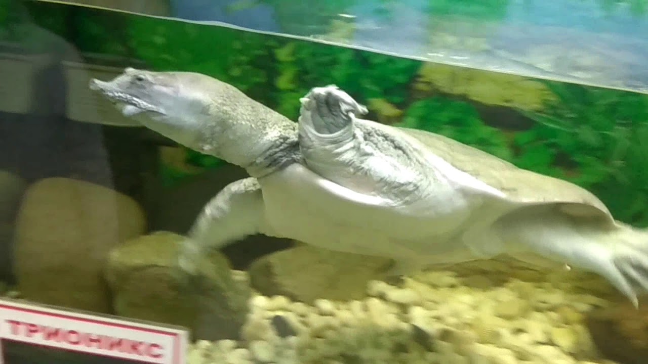 Китайский трионикс Pelodiscus sinensis