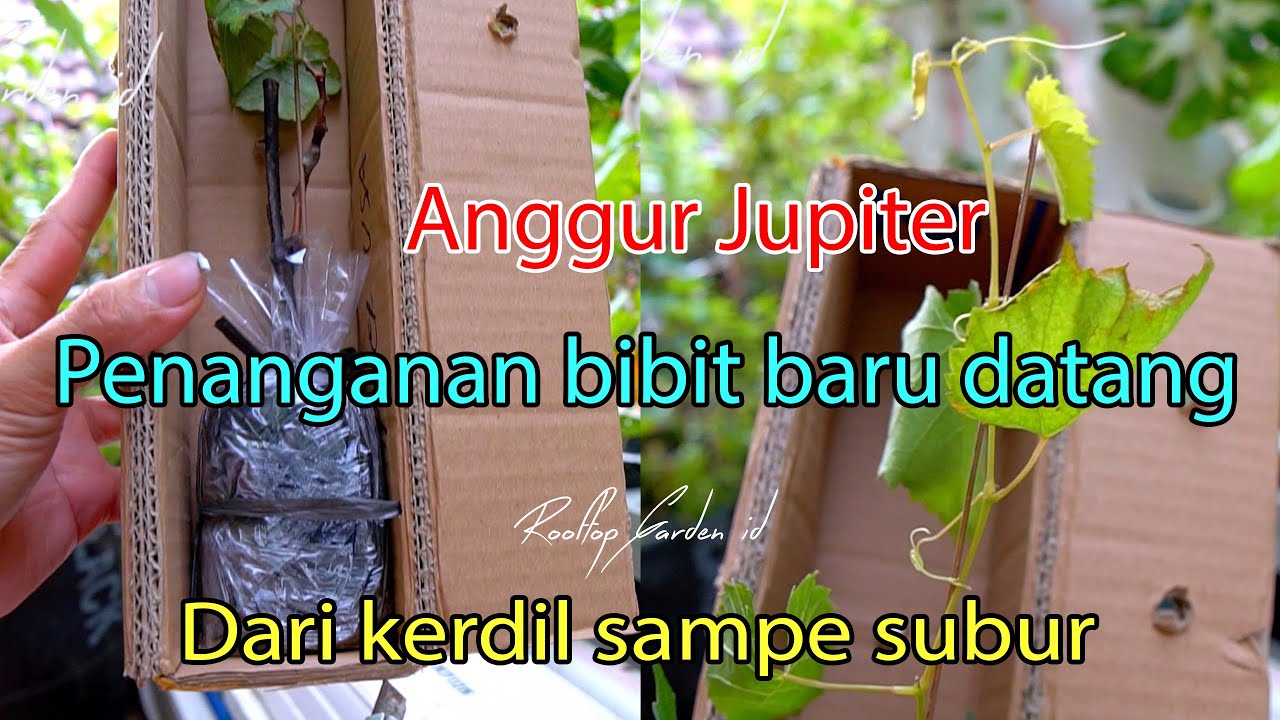 Penanganan bibit anggur yang baru datang Jupiter