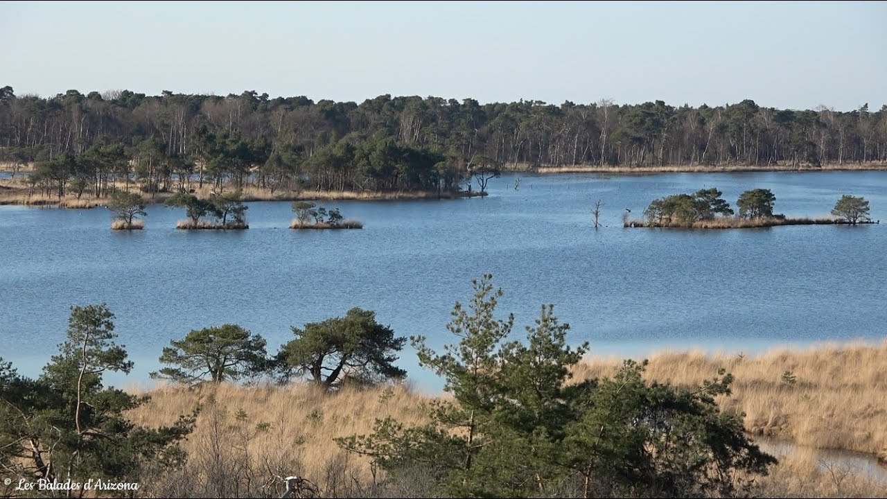 Kalmthoutse Heide : Lange versie / version longue 11.8km